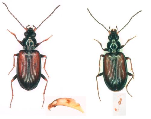Bembidion conforme